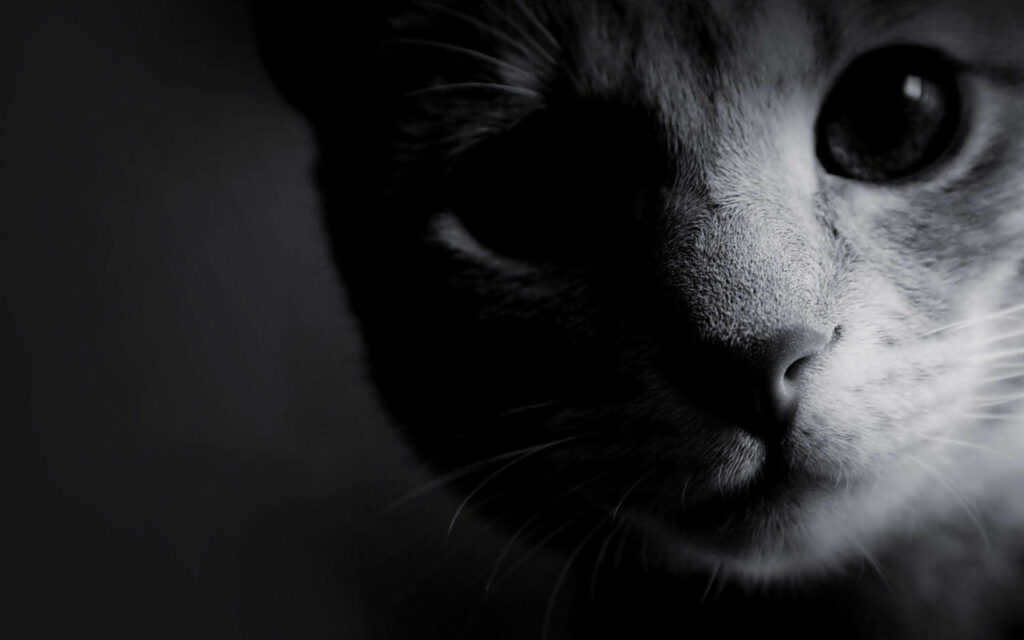 Stunning Black and White Cat Wallpaper: Intense Gaze & Dramatic Contrast