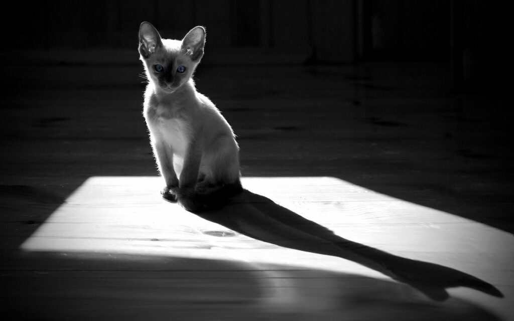 Captivating Black and White Kitten Wallpaper with Dramatic Light