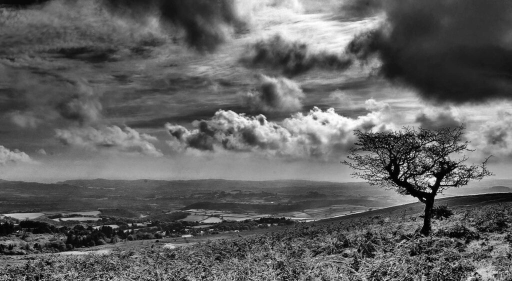 Stunning Black and White Landscape Wallpaper: Lone Tree Serenity
