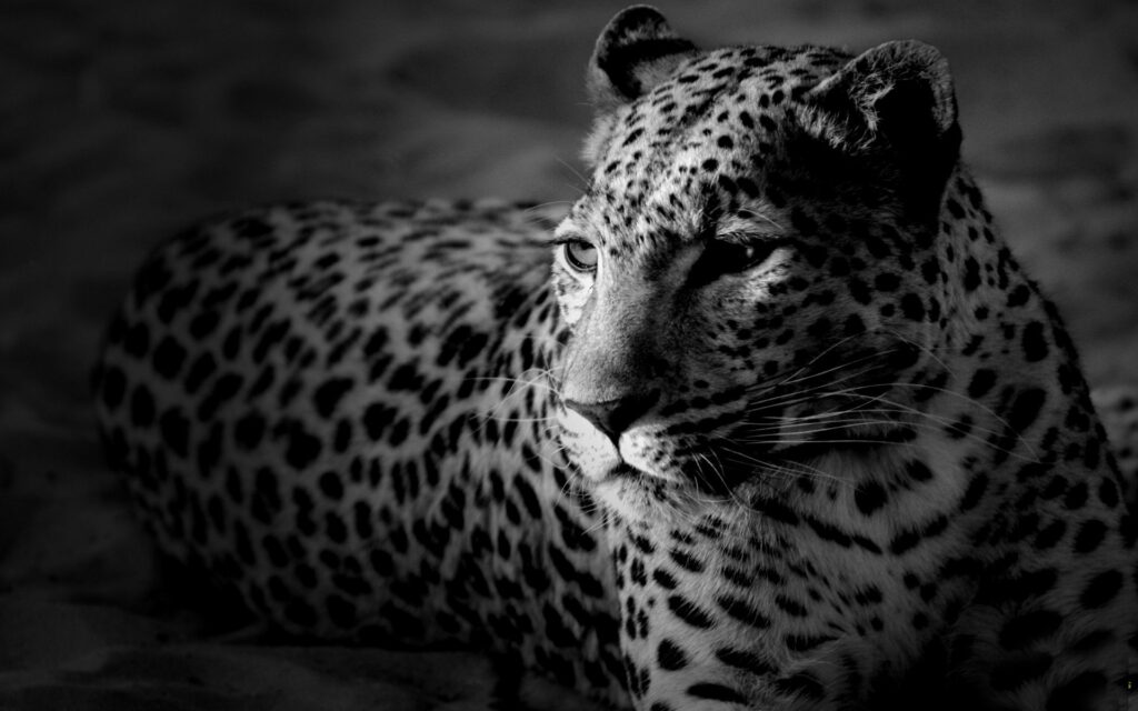 Stunning Black and White Leopard Wallpaper – 1920x1200 Background