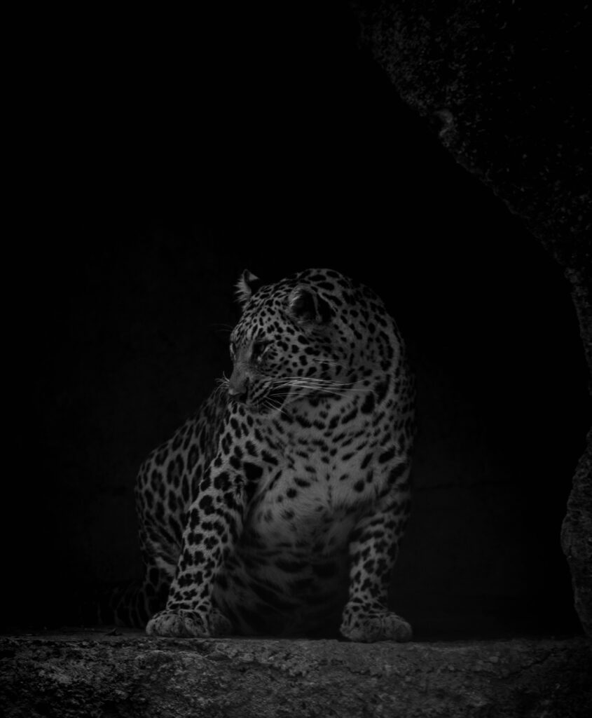 Stunning Black and White Leopard Wallpaper: Drama & Elegance