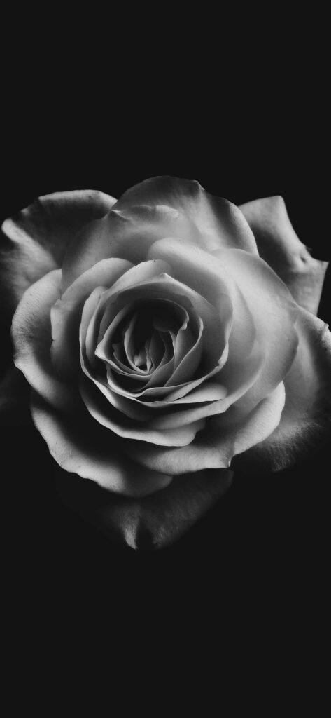 Stunning Black and White Rose Wallpaper on Dark Background
