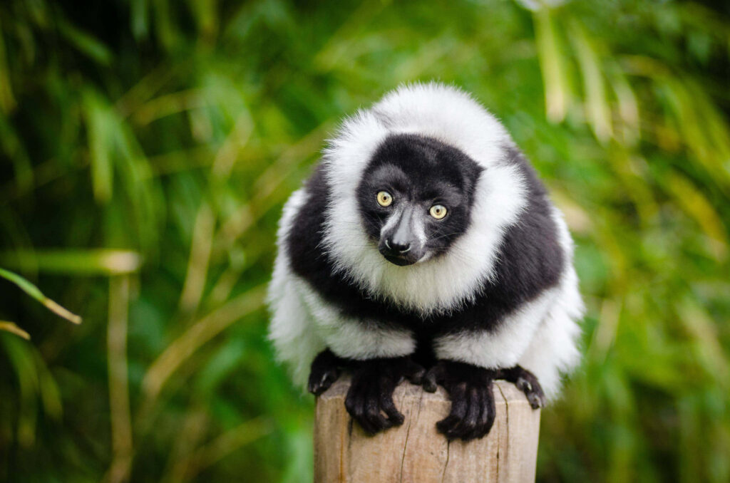 Black and White Ruffed Lemur Against Lush Green Wallpaper