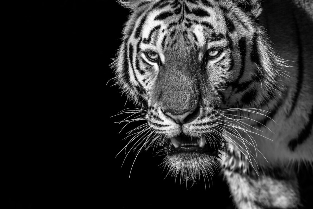 Majestic Tiger Close-Up: Striking Black and White Wallpaper Background