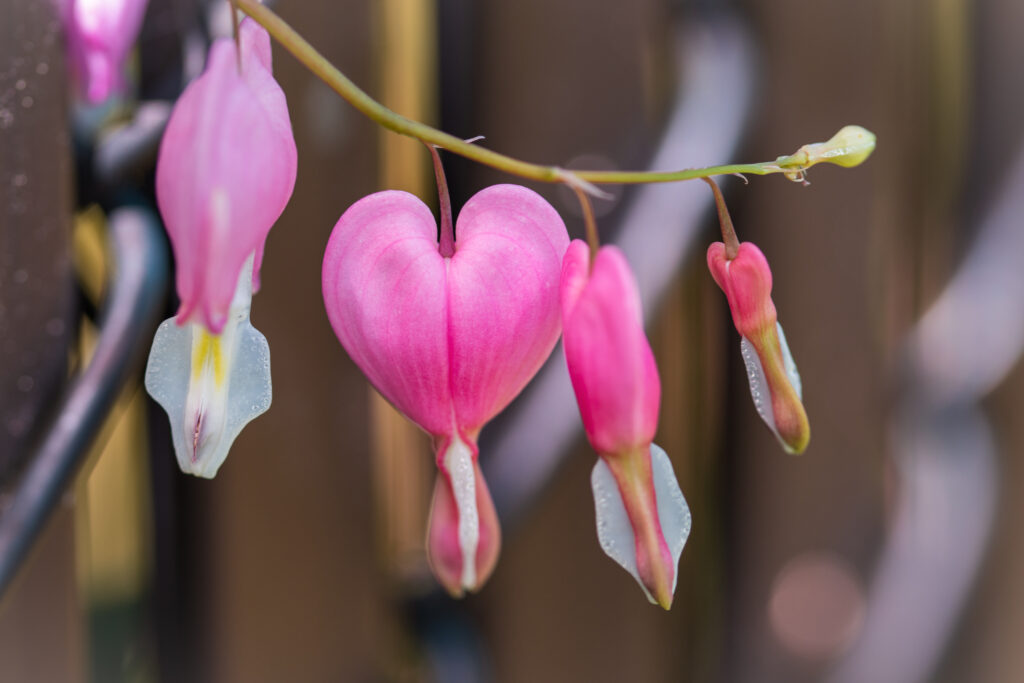 Delicate Bleeding Heart Flower Wallpaper with Pink Petals Background