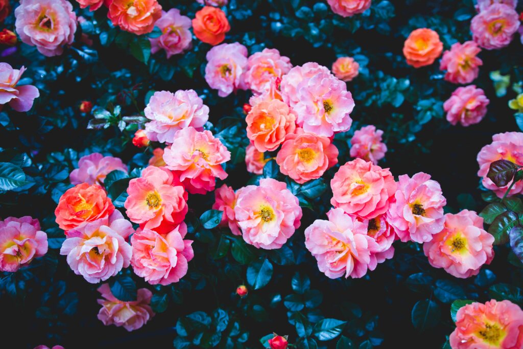 Stunning Pink Roses Wallpaper on Lush Green Background for Nature Lovers