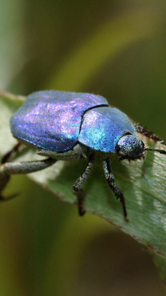 Close-Up of Iridescent Blue Beetle on Leaf - Nature's Beauty Wallpaper