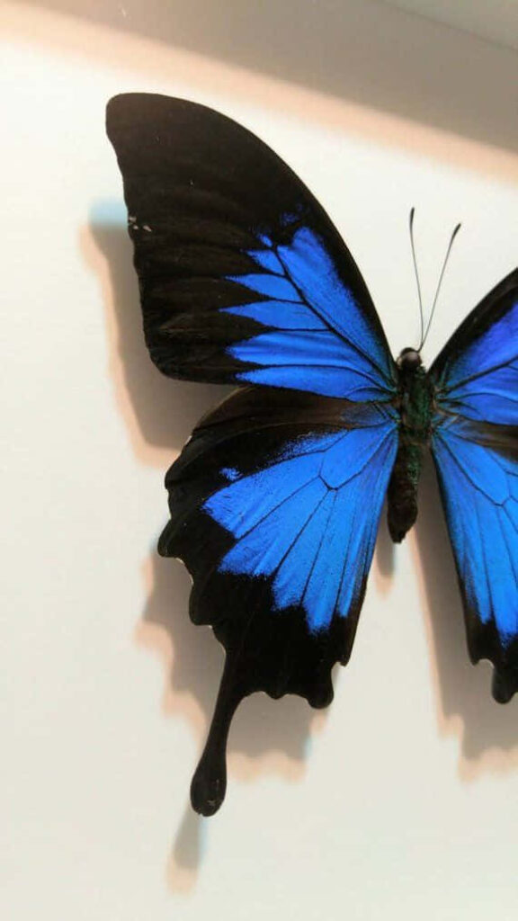 Vibrant Blue & Black Butterfly Wallpaper: Elegant Wing Details