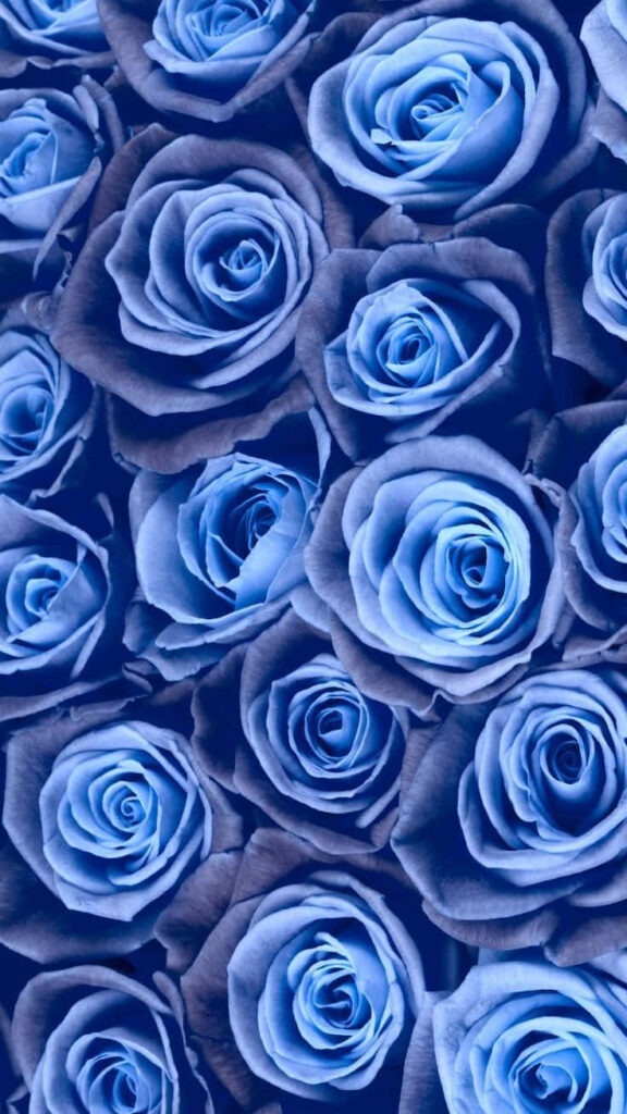 Elegant Blue Rose Wallpaper for a Serene Floral Background