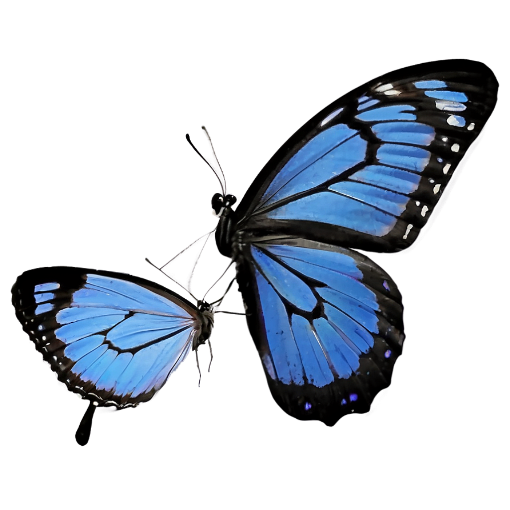 Elegant Blue Butterfly Wallpaper: Intricate Patterns on Dark Background