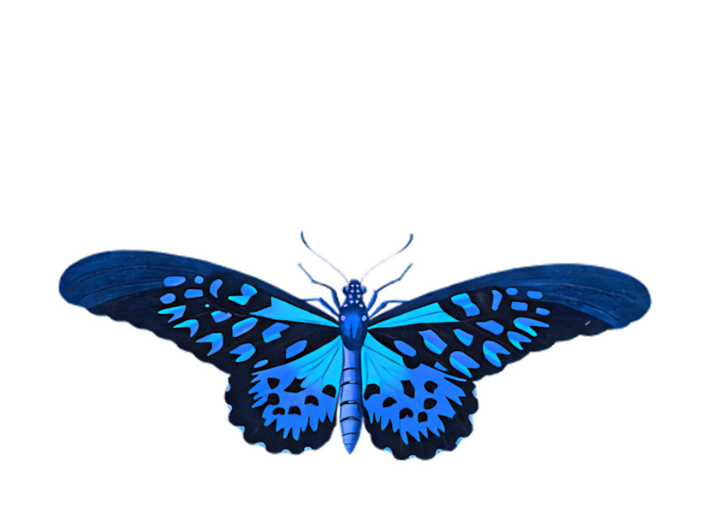 Vibrant Blue Butterfly Wallpaper on Black Background – Stunning Patterns
