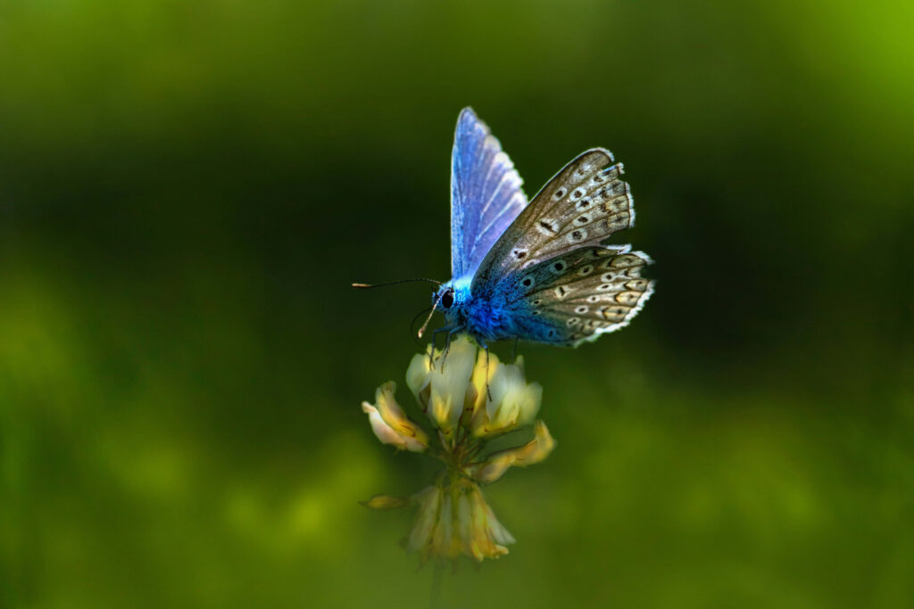 Serene Blue Butterfly Wallpaper on a Delicate Flower Background