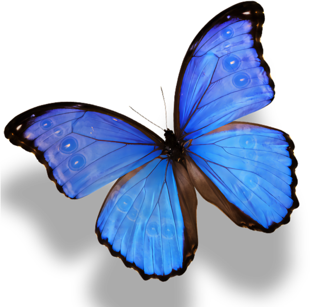 Vibrant Blue Butterfly Wallpaper with Intricate Details on Transparency