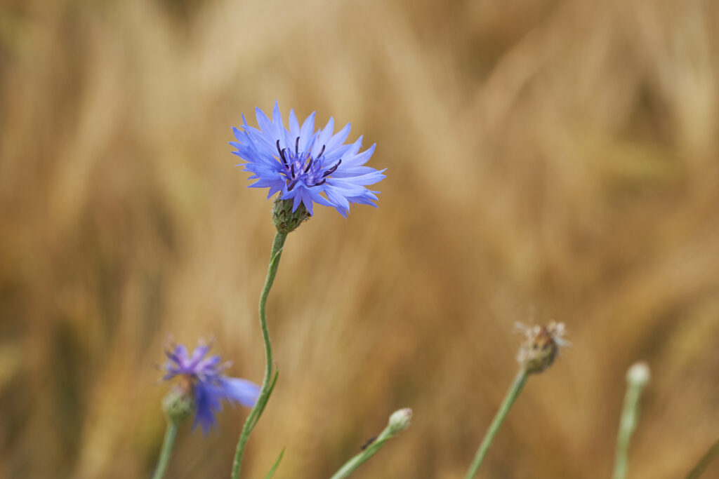 Macro Shot of Vibrant Blue Cornflower on Blurred Earthy Background Wallpaper