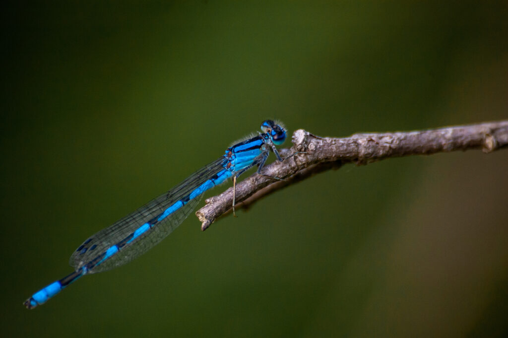 Vibrant Blue Damselfly Macro Wallpaper on Soft Green Background
