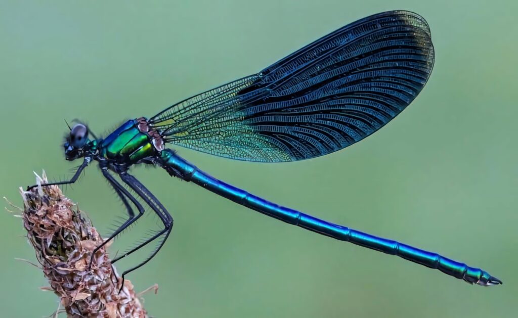Vibrant Blue Dragonfly Close-Up: Stunning Wallpaper Background
