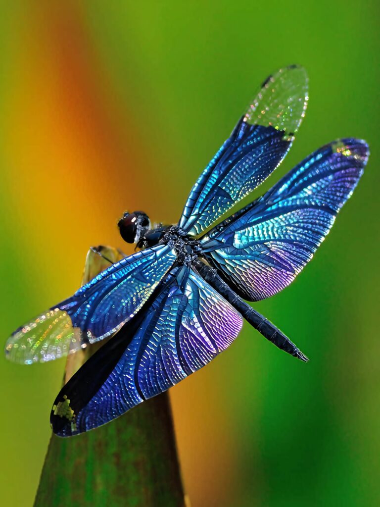 Stunning Blue Dragonfly Wallpaper with Iridescent Wings