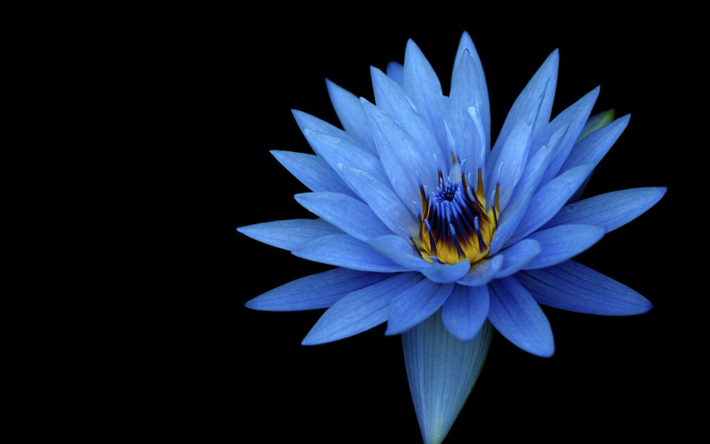 Stunning Blue Flower Wallpaper on Solid Black Background