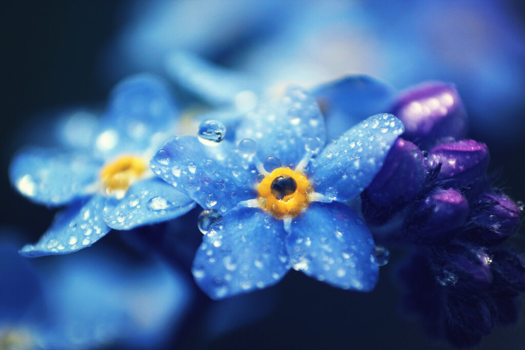 Close-Up Blue Forget-Me-Not Flowers with Water Droplets Wallpaper