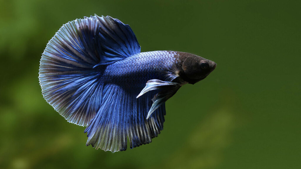 Stunning Blue Half Moon Betta Fish HD Wallpaper on Green Background