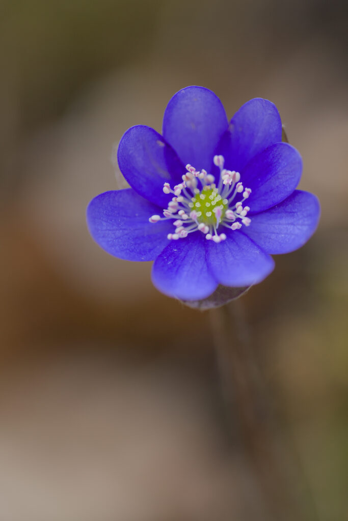 Delicate Blue Hepatica Flower Wallpaper: Serene Botanical Background