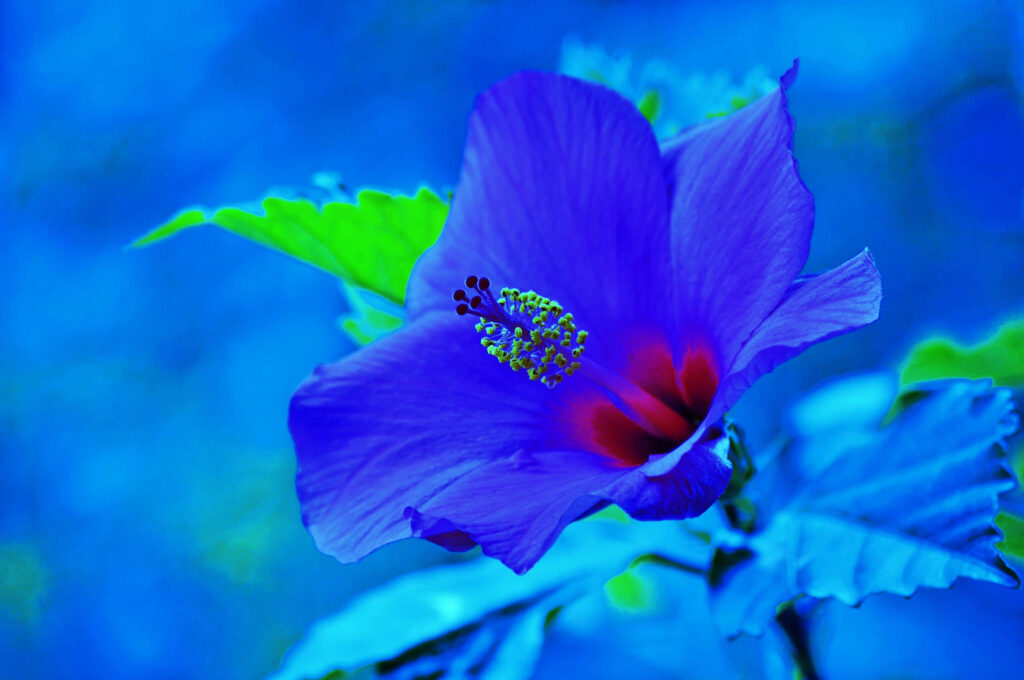 Stunning Blue Hibiscus Wallpaper: Vibrant Floral Background