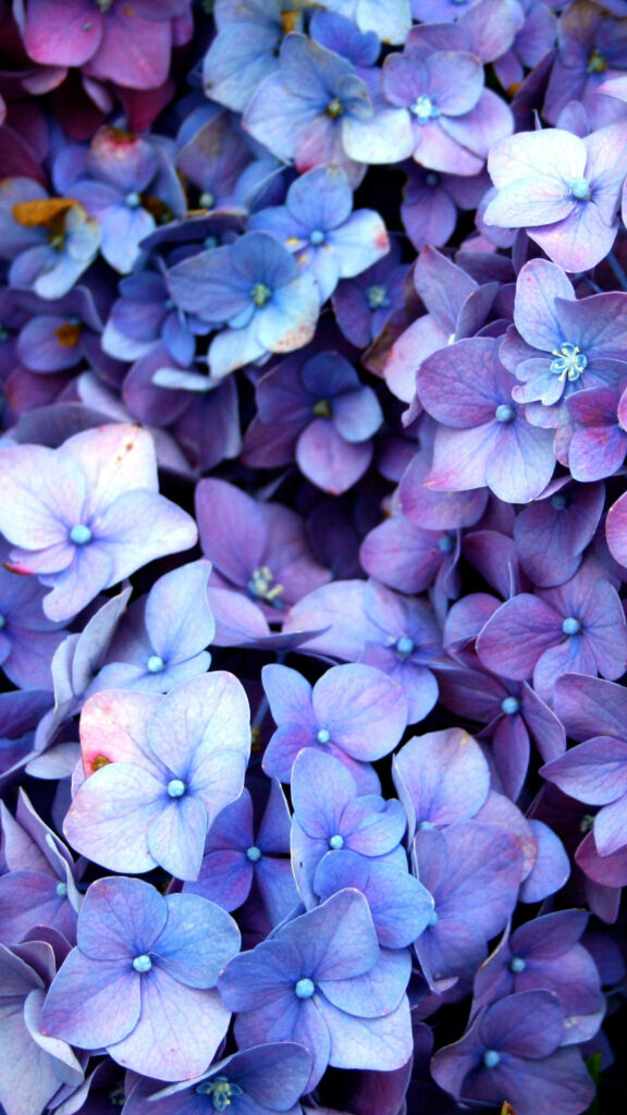 Vibrant Blue Hydrangea Wallpaper: Close-Up Floral Background