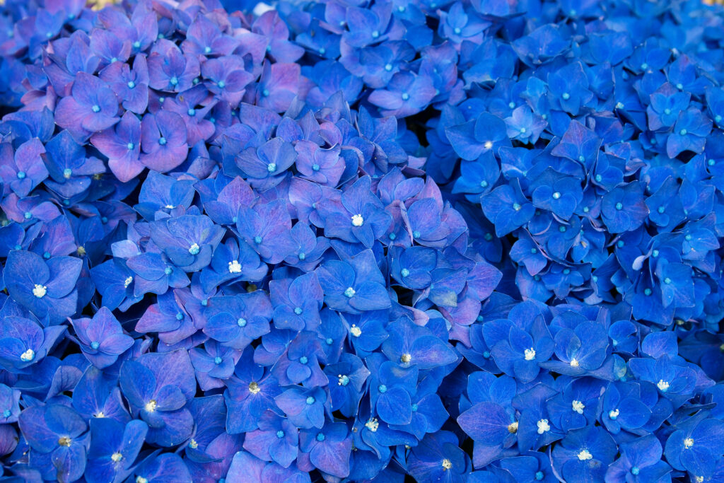 Vibrant Blue Hydrangea Wallpaper: Serene Floral Background