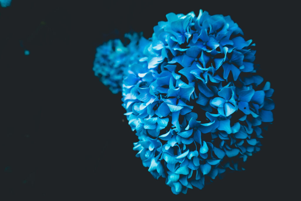 Vivid Blue Hydrangea Wallpaper on Dark Background - HD Display