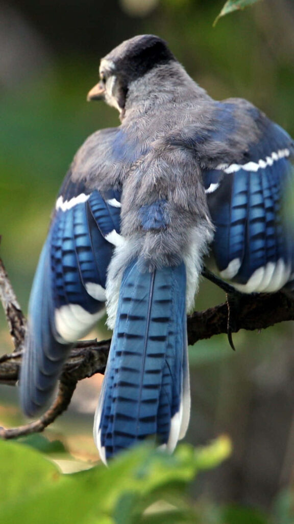 Stunning Blue Jay on Pine Branch Amidst Lush Greenery Wallpaper