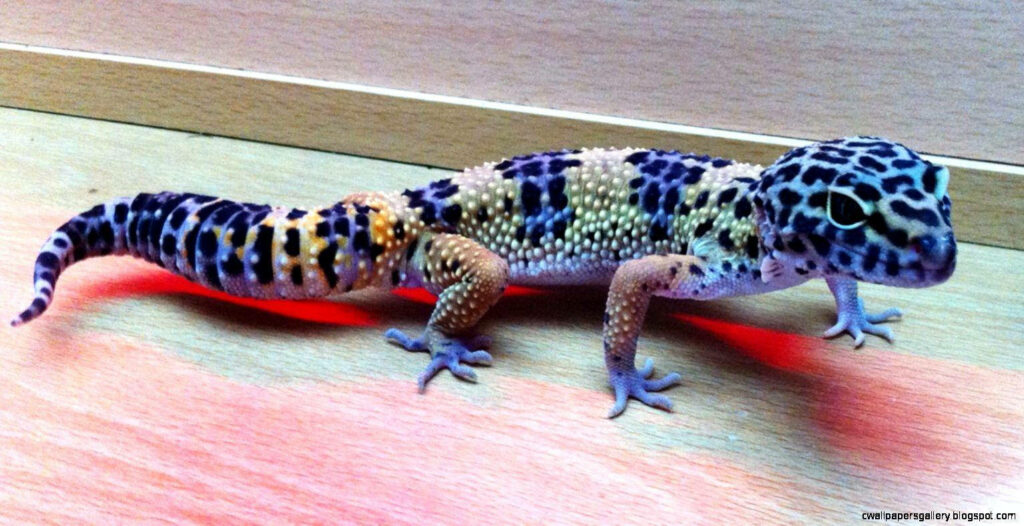 Rare Blue Leopard Gecko Wallpaper: Stunning Color and Unique Pattern