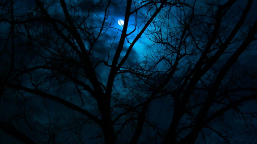 Blue Moon Wallpaper: Glowing Through Tree Branches at Night