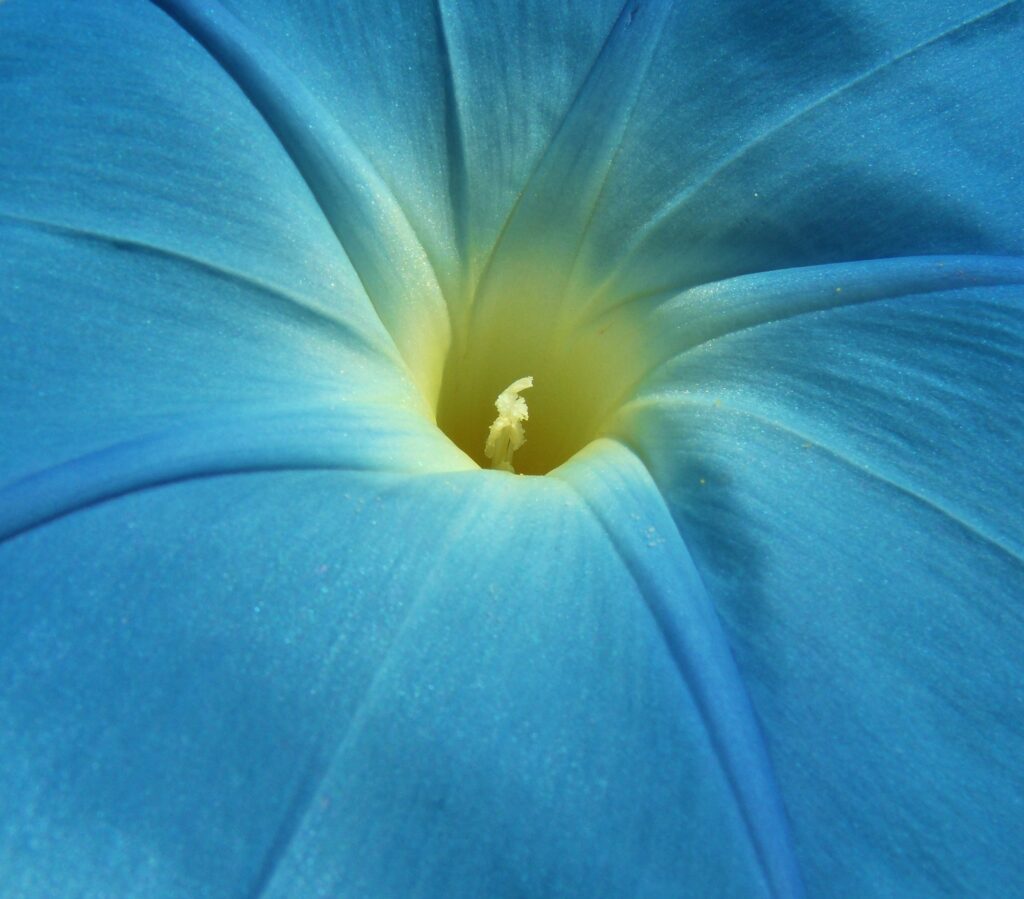 Vibrant Blue Morning Glory Macro: Petals & Yellow Center Wallpaper