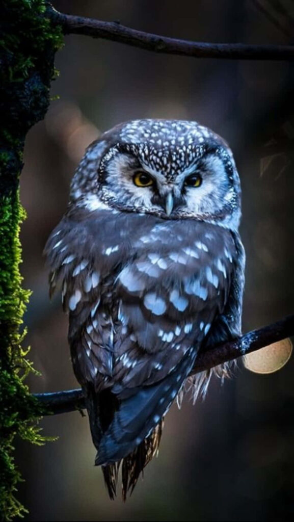 Blue-Toned Owl Wallpaper: Mystical Beauty on Dark Background