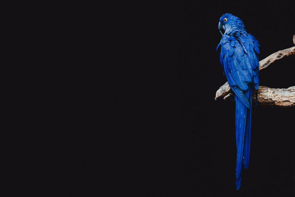 Stunning Blue Parrot Wallpaper on Dark Minimalist Background
