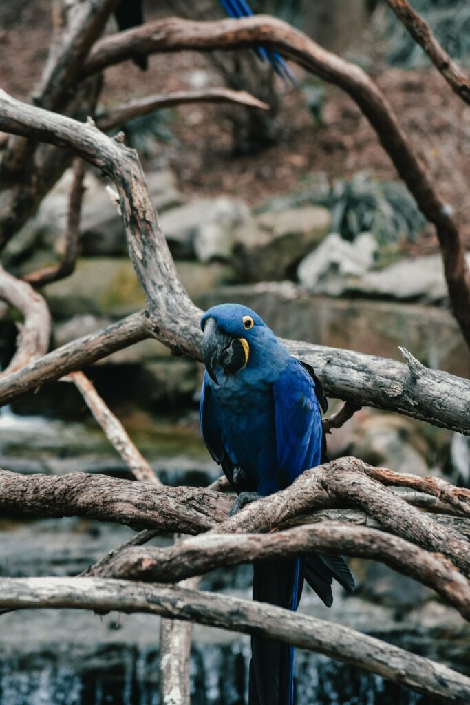 Stunning Blue Parrot Wallpaper: Vibrant Nature Scene with Branches