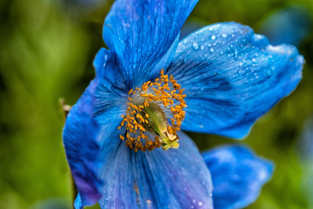 Vibrant Blue Poppy Wallpaper: Close-Up with Water Droplets