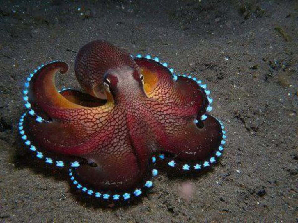 Vibrant Blue-Ringed Octopus Wallpaper: Bioluminescent Ocean Beauty