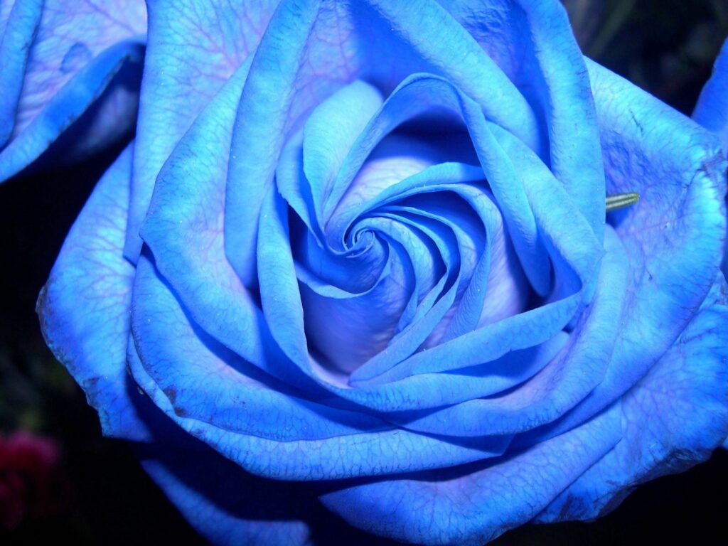 Stunning Blue Rose Close-Up: Intricate Spiraling Petals Wallpaper