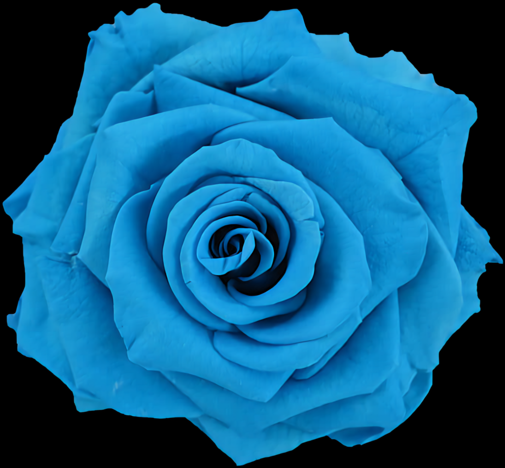 Vivid Blue Rose on Deep Black Background: Captivating Floral Contrast Wallpaper