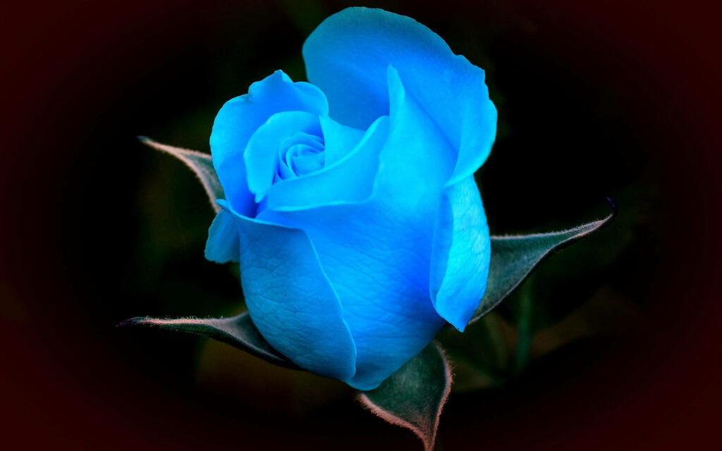 Stunning Blue Rose Wallpaper on Dark Background - Serene & Captivating