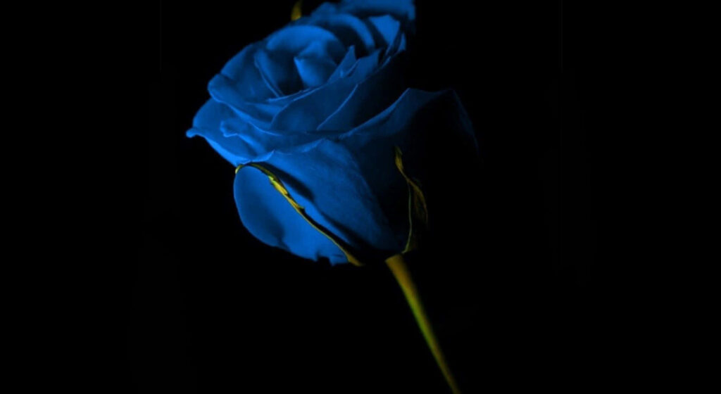Stunning Blue Rose Wallpaper on Black Background – Vibrant Elegance