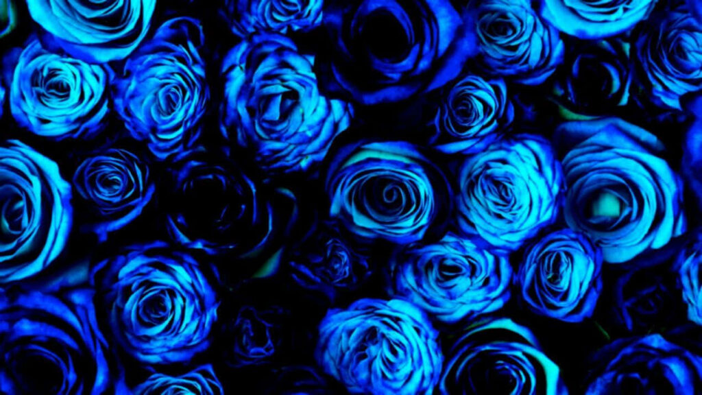Stunning Blue Roses Wallpaper Against Dark Background