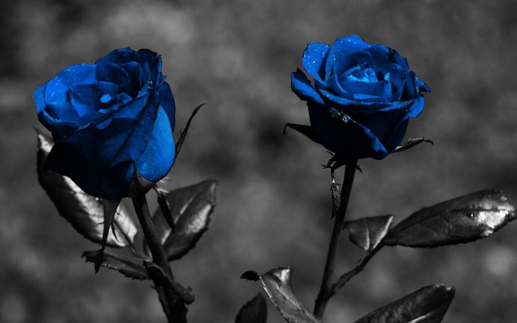 Blue Roses on Grayscale: Stunning Floral Wallpaper Background