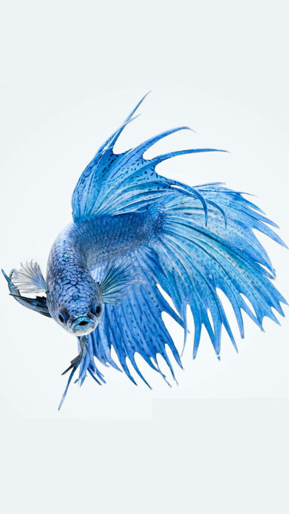 Stunning Blue Betta Fish Wallpaper on Clean White Background