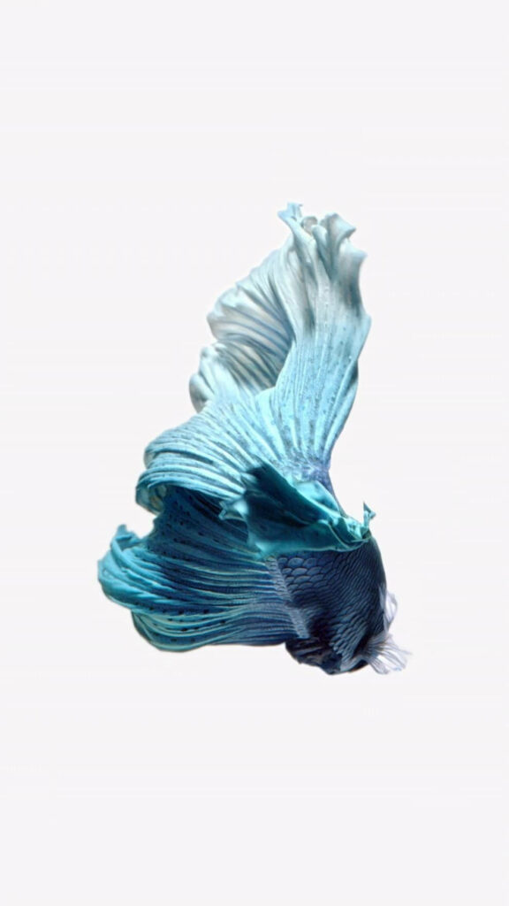 Elegant Blue Siamese Fighting Fish iPhone Wallpaper on White Background