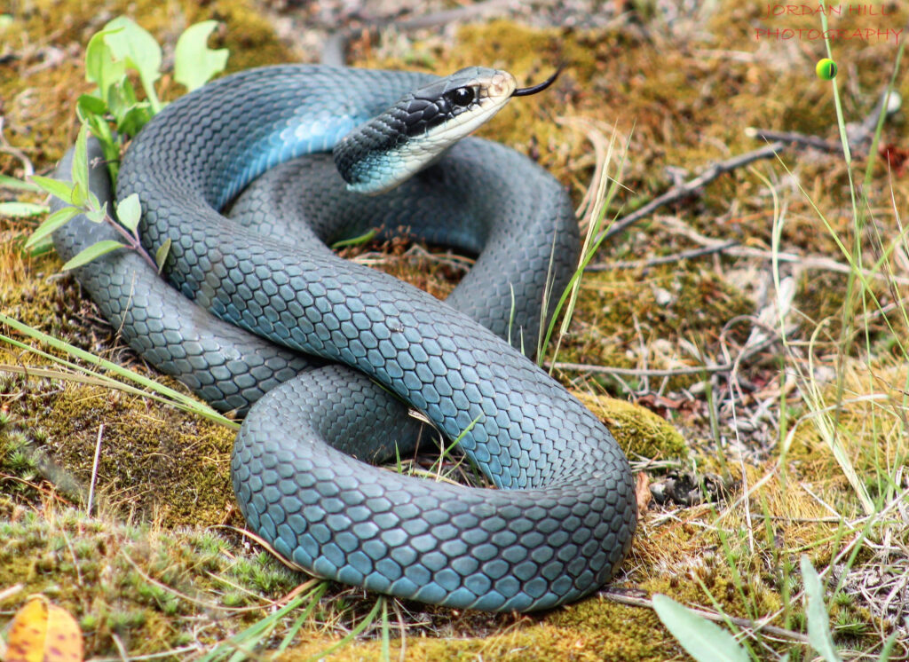 Stunning Blue Snake Wallpaper Amidst Nature's Greenery