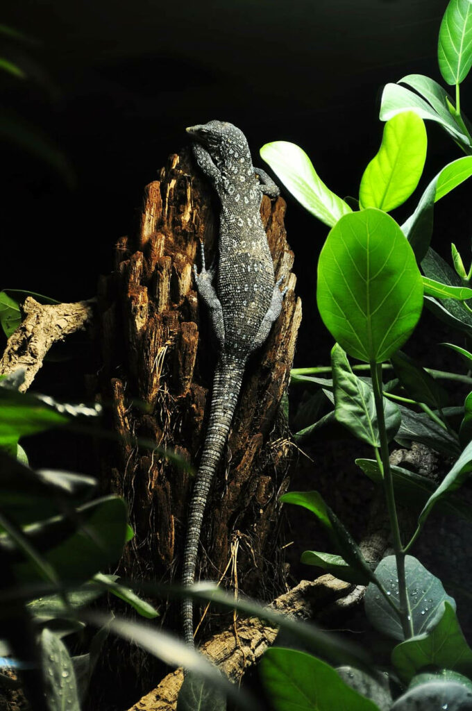 Blue Spotted Tree Monitor Lizard Wallpaper: Exotic Nature Scene