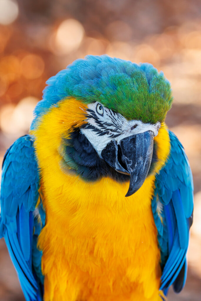 Colorful Macaw Wallpaper: Striking Blue & Yellow Parrot Background