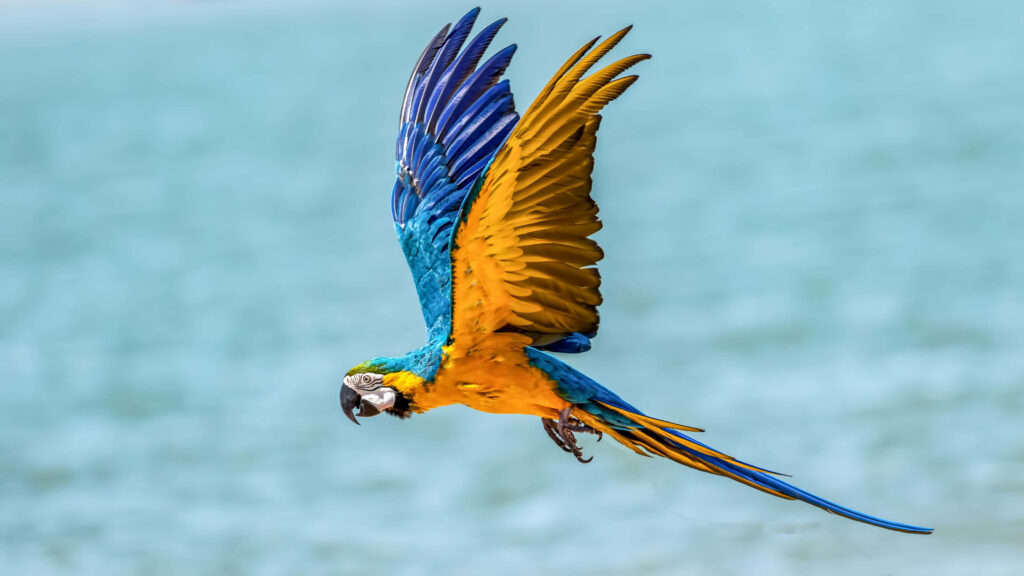Vibrant Blue and Yellow Macaw in Mid-Flight Wallpaper